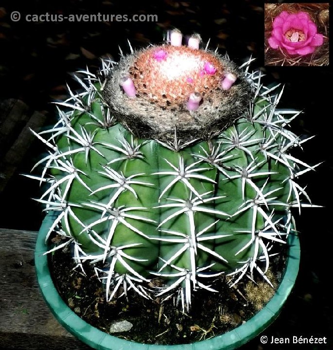 Melocactus zehntneri v. helvolilanatus HU444 Simplicio Mendez, Piauí, Brazil ©Jean Bénézet